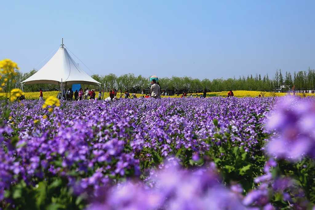 清明假期龙园第二届花朝节浓情绽放！