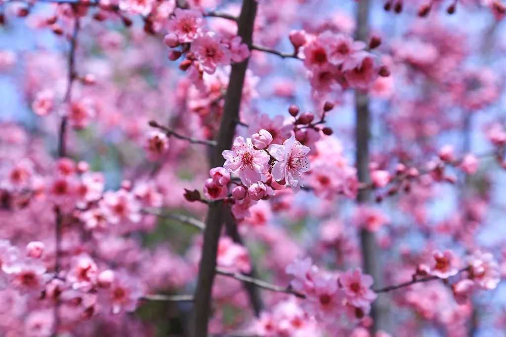 清明假期龙园第二届花朝节浓情绽放！