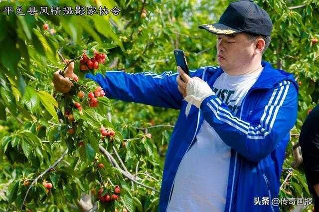 平邑助农新创意：网络达人乐游果园，网络直播销售大樱桃