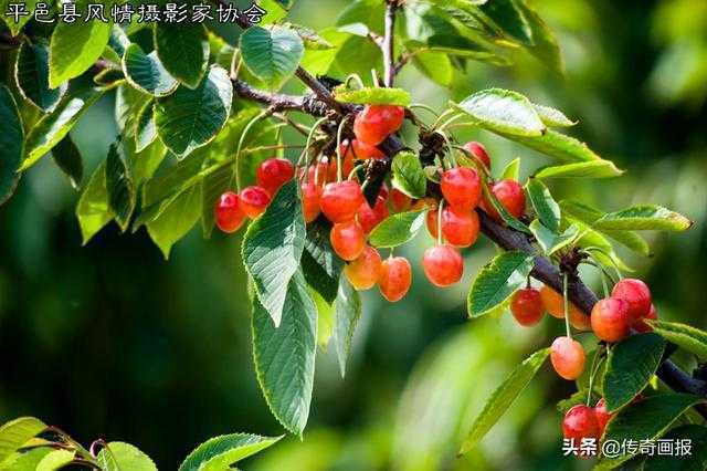 平邑助农新创意：网络达人乐游果园，网络直播销售大樱桃